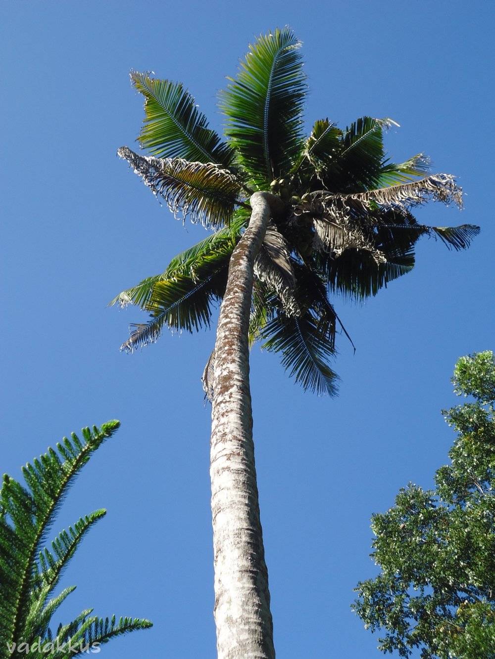 coconut tree