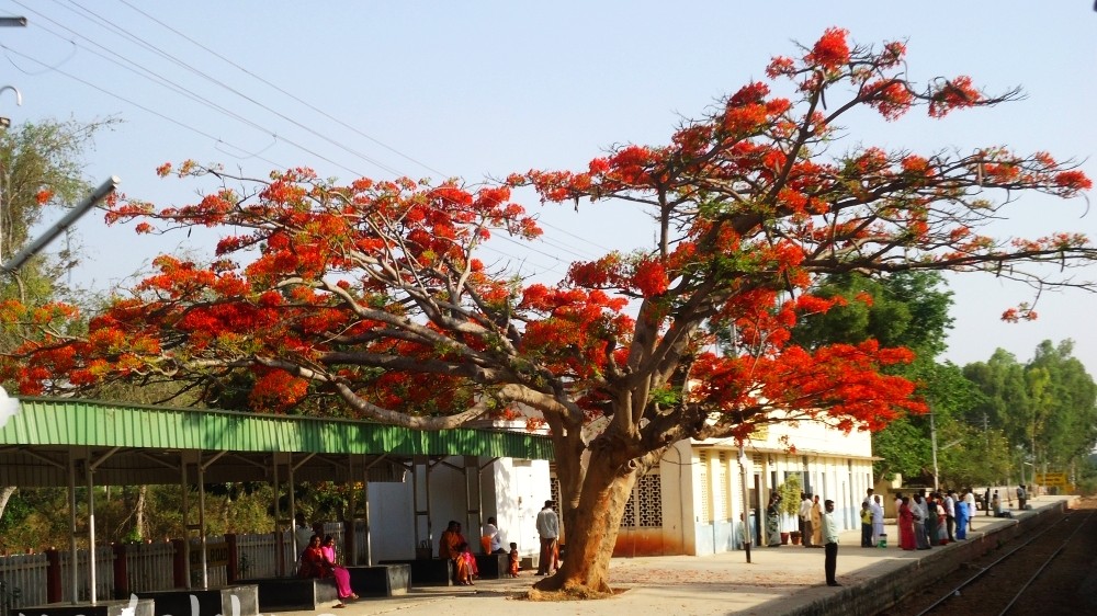 A Gulmohar Tree in Full Bloom on a Railway Platform!