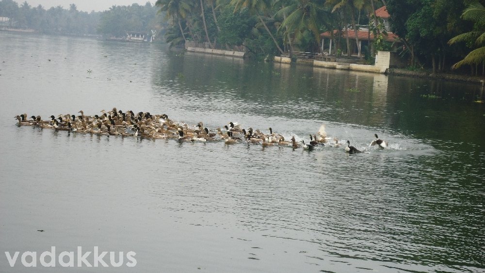 A flock of ducks swimming on a backwater in Kuttanad Kerala