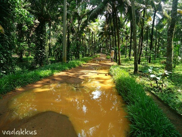 A Nattuvazhi in rural Kerala