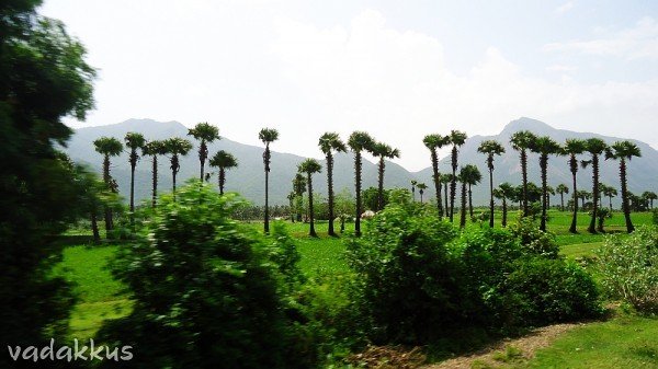 Natural scenery of the Palakkad/Coimbatore Countryside