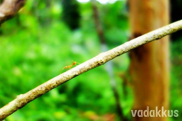 A "NeeR" ant walking along a Branch of a Twig