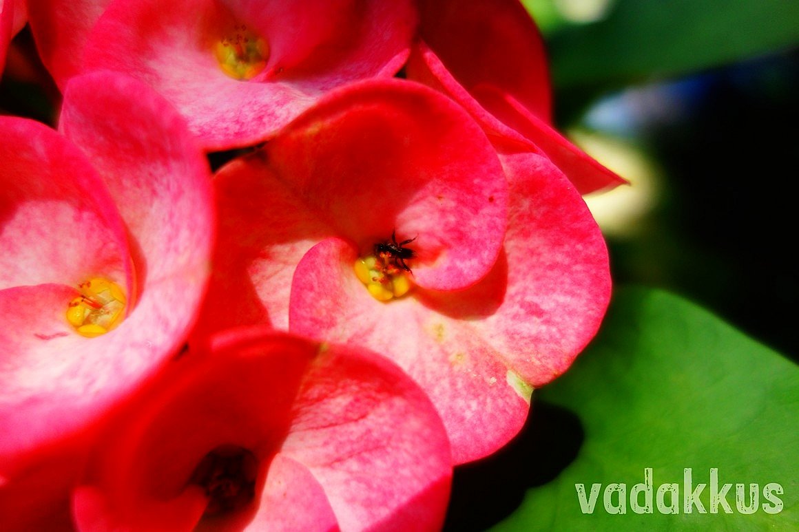 Crown of Thorns Flower with a Bee in it