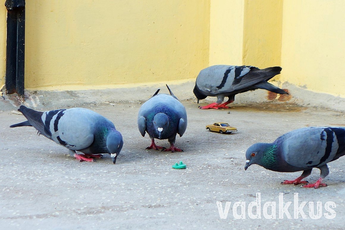 Pigeons eating grain unmindful of a Hot Wheels car