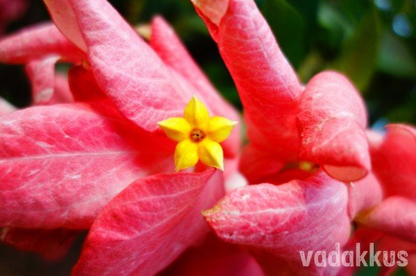 The flowers of the Mussaenda Erythrophylla a tropical flowering bush