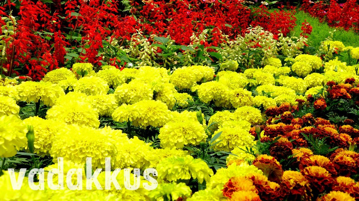 Red, Yellow and Gold flowers make up a flower carpet at the Bangalore Flower show 2014