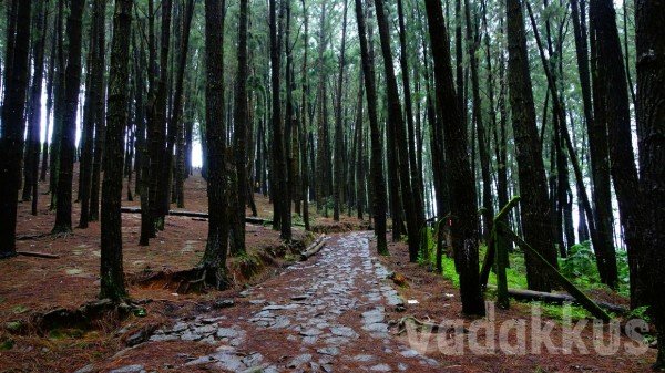 Photo of the Pine Forest in Vagamon Kerala