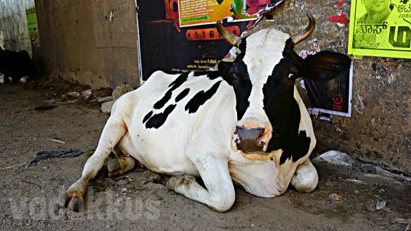 A Cow Lying on a Roadside in Bangalore