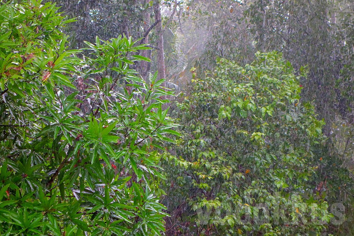 Photograph of falling rain among trees taken in HDR