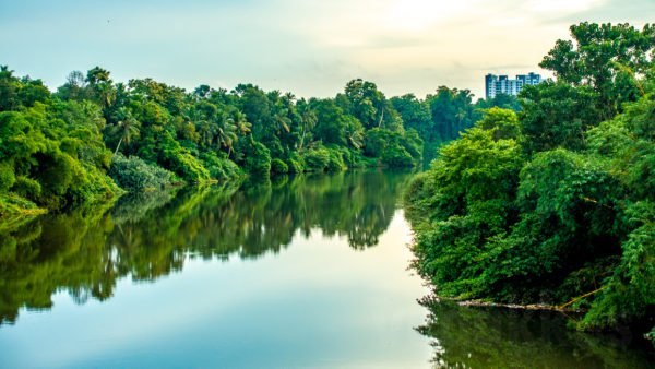 Mirror-relection-riverbank-trees-Manimala-river-kerala.