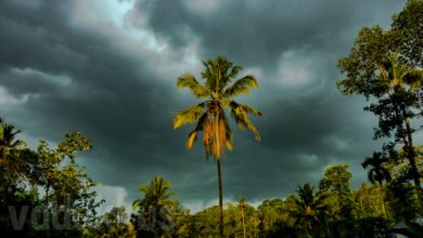 dark rain clouds kerala summer rain may coconut tree