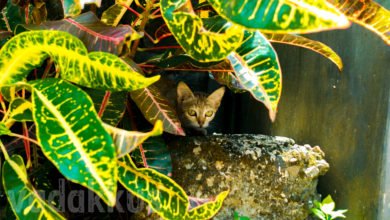 kitten cat hiding hunting plant garden