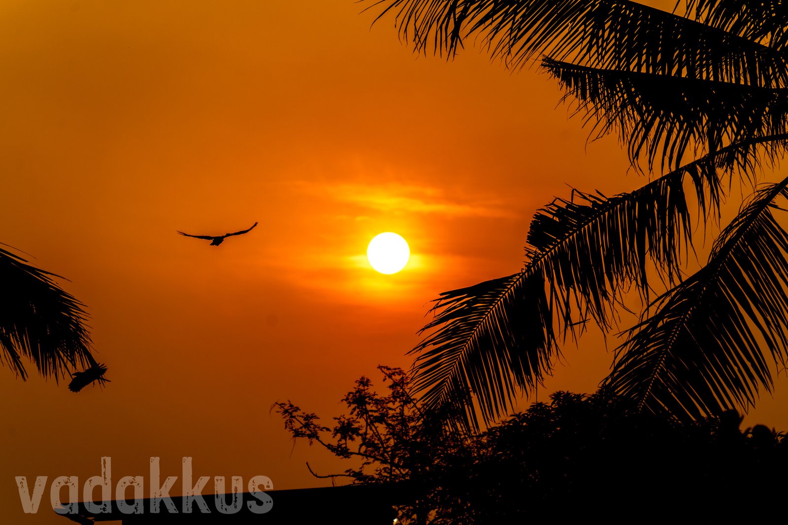 tropical sunset golden orange