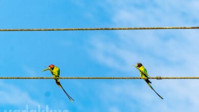 plum headed parakeet parrot birds pair eating rice grains from stalks sitting on a power line