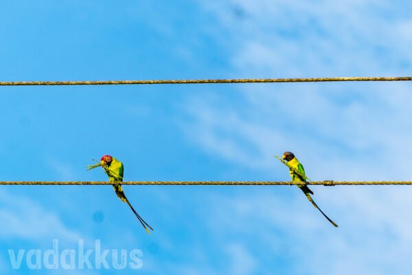 plum headed parakeet parrot birds pair eating rice grains from stalks sitting on a power line