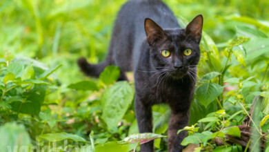 Photo of a black cat with green eyes standing in a green grassy field and staring right at you