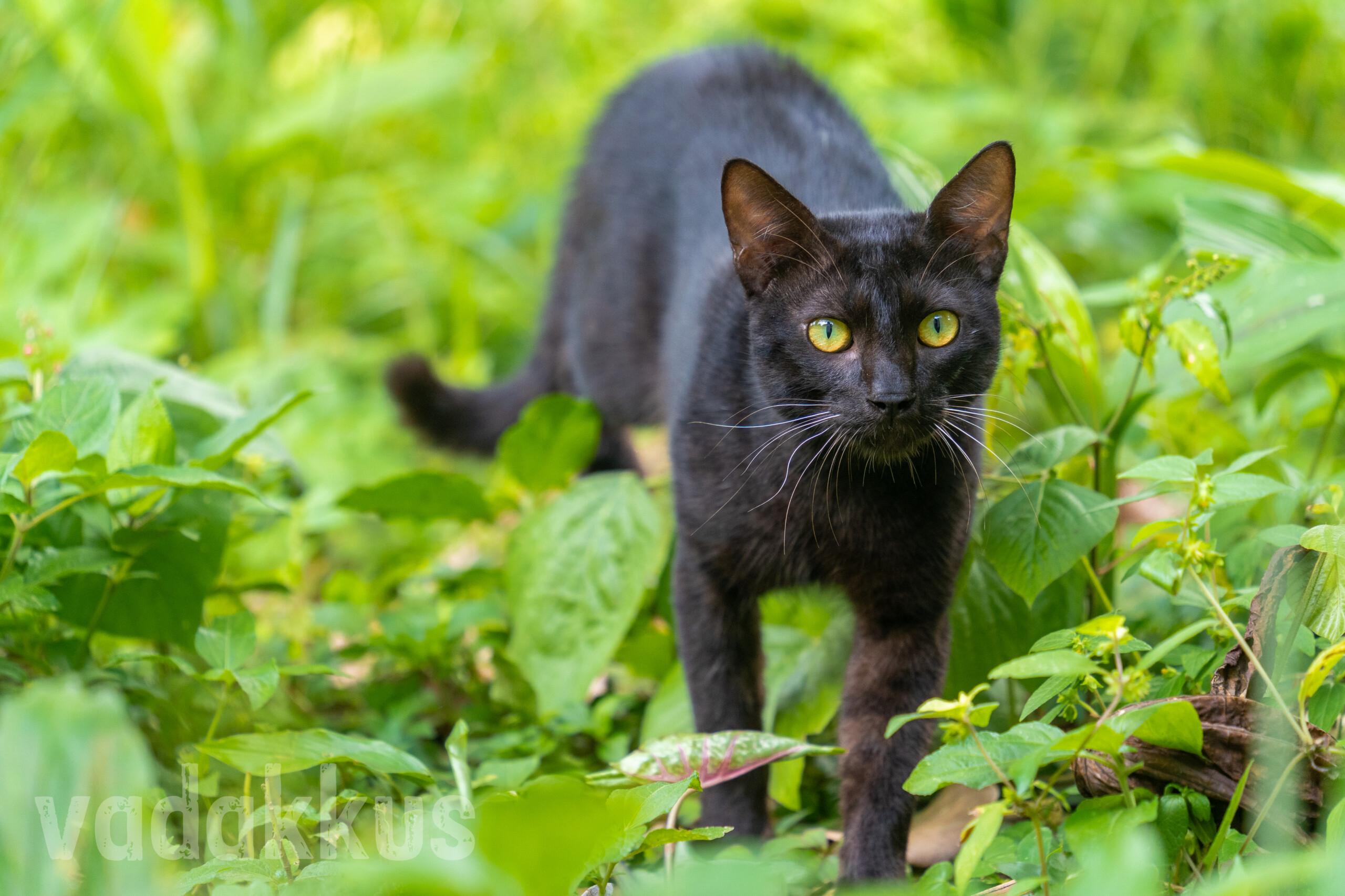 Photo of a black cat with green eyes standing in a green grassy field and staring right at you